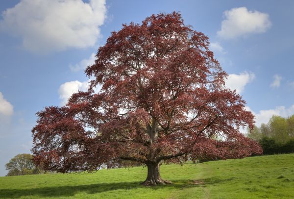 Cost of Beech Tree Pruning in San Angelo