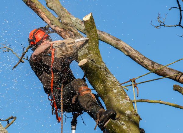 Tree Trimming Service in San Angelo