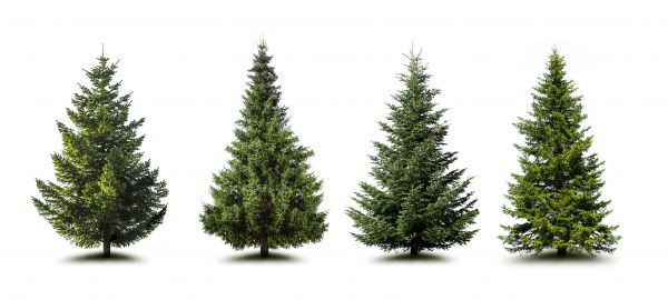 Cost of Pine Tree Trimming in San Angelo