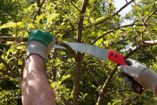 Apple Tree Trimming in San Angelo