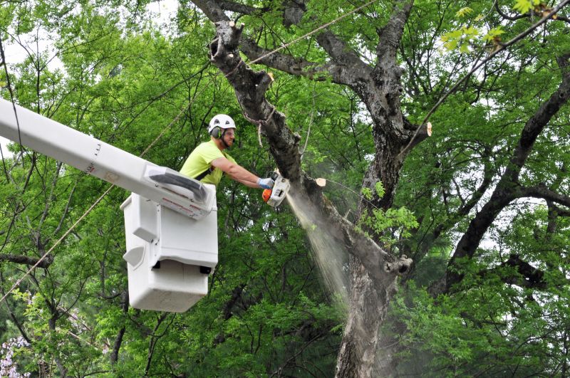 Tree Removal in Commercial Area