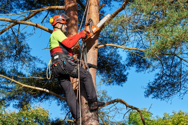 Professional Arborist Pruning
