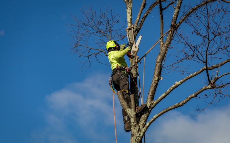 Hazard Tree Removal